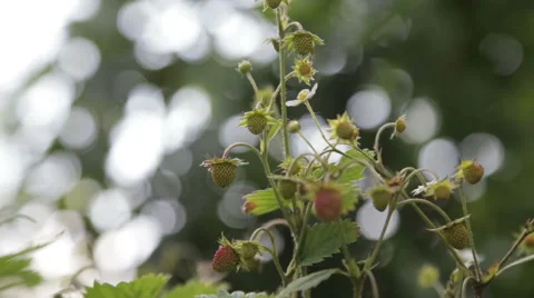 The bush of strawberries on the background bokeh Stock Footage 63836002