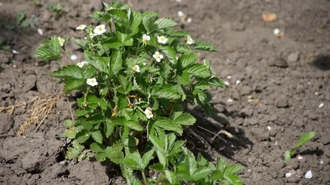 Bush of strawberries Stock Footage 75825565
