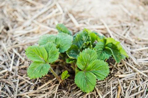 Bush of strawberries in spring Stock Photos