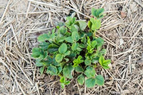 Bush of strawberries in spring Stock Photos
