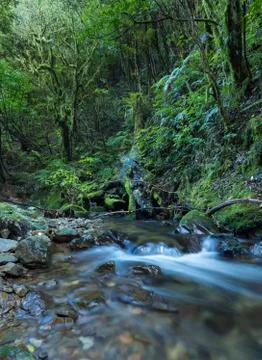 Bush stream Stock Photos