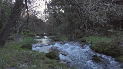 Bush stream  with sound 4k Stock Footage 40770871