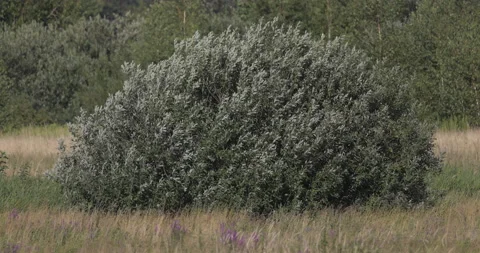 A bush stroked by the summer wind, 4K slomo Stock Footage 222165062
