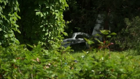 Bush on summer windy day Stock Footage 73583004