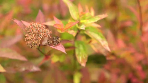 Bush Swaying In The Wind Stock Footage 114666250