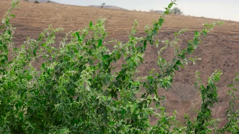 The bush sways in the wind Stock Footage 159473659