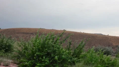 The bush sways in the wind in the mountains Stock Footage 159473596