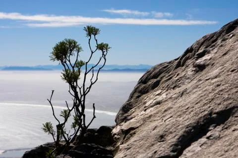 Bush on table mountain Stock Photos
