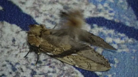 Bush Tailed Moth, Malaysia Stock Footage 196134975