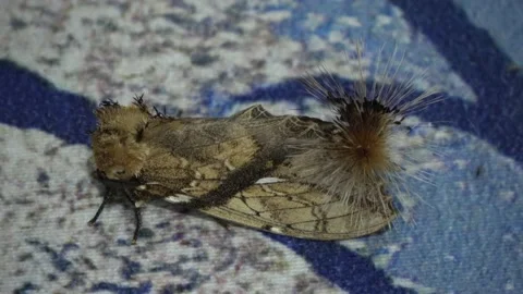 Bush Tailed Moth, Malaysia Stock Footage 196135027