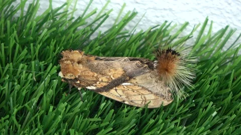 Bush Tailed Moth, Malaysia Stock Footage 196135031