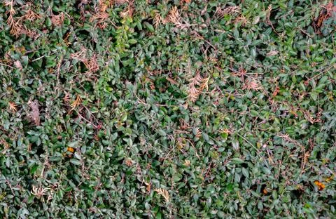 Bush Texture Stock Photos