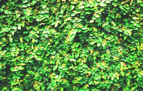 Bush texture Stock Photos