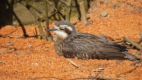 A Bush thick-knee bird Stock Footage 275533640