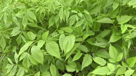 Bush thickets, the general green background from leaves Stock Footage 8663158