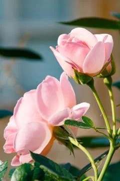 A bush with three delicate roses in the sunlight. Stock Photos