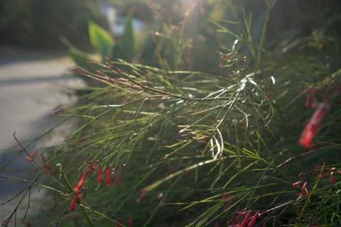 Bush with tiny red flowers Stock Photos