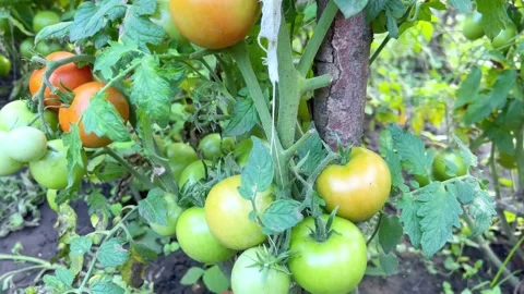 Bush with tomatoes Stock Footage 205157990