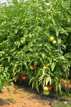 Bush of tomatoes Foto stock