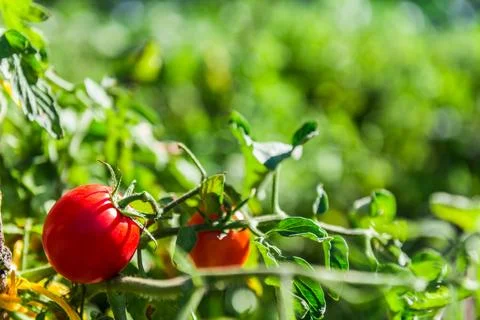 Bush of tomatoes Stock Photos