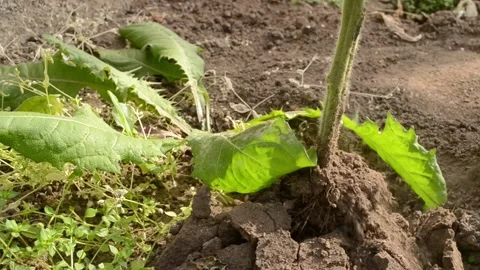 Bush tomatoes,remove from the ground,in the fall. Stock Footage 140333169