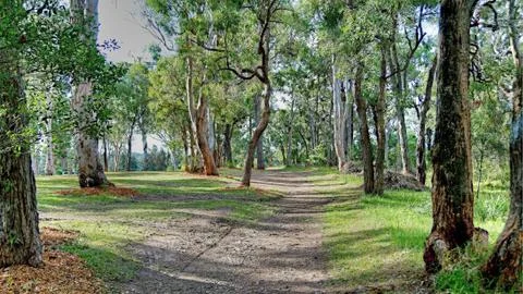 Bush Track - Landscape. Foto stock