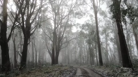 Bush tracks in Victoria Stock Footage 331066011