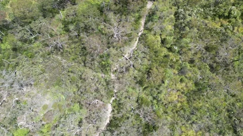 Bush Trail Video stock 229634211