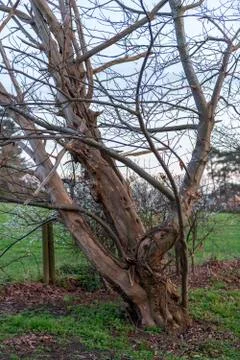Bush tree with autumn background Stock Photos