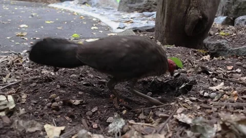 Bush Turkey Digging Hole 스톡 동영상 191663425