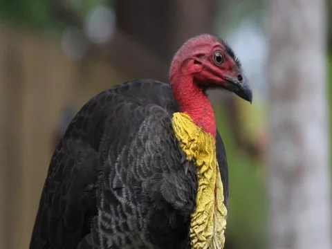 BUSH TURKEY Stock Footage 100041150