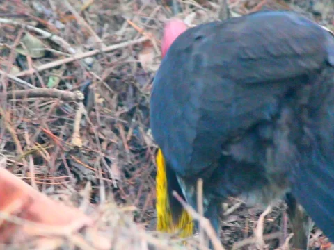 BUSH TURKEY NESTING Stock Footage 100271895