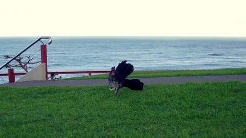 Bush turkey in park by the ocean Stock Footage 74773063