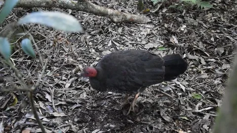Bush Turkey Scratching and Stretching Stock Footage 77491802
