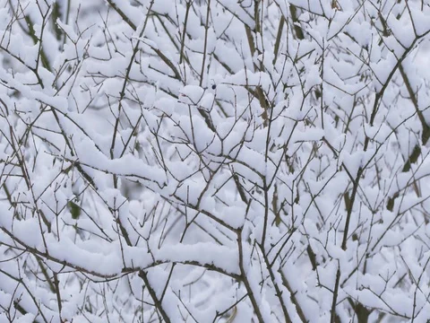 Bush twigs in snow 스톡 동영상 84904793