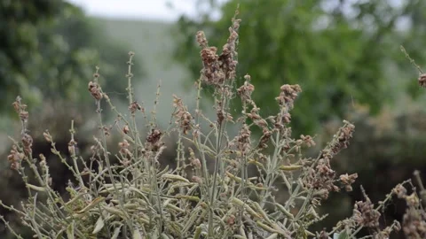 Bush under the rain 스톡 동영상 156712667