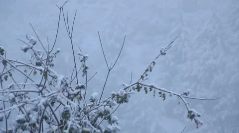 A bush under the snow Video stock 47396728