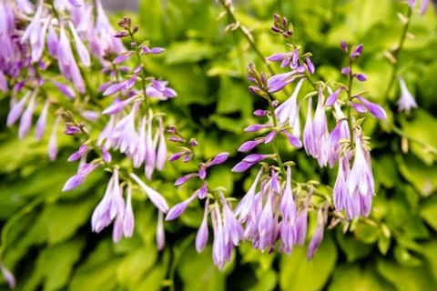 Bush of violet flowers Hosta in a rustic garden Photos