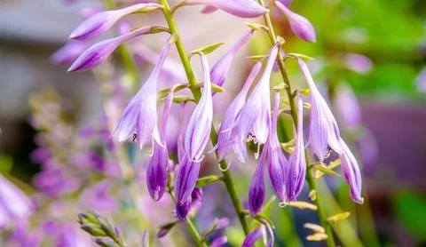 Bush of violet flowers Hosta in a rustic garden 写真素材
