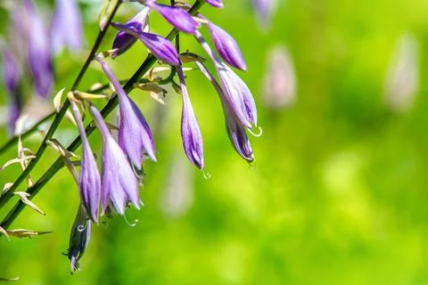 Bush of violet flowers Hosta in a rustic garden Stock Photos