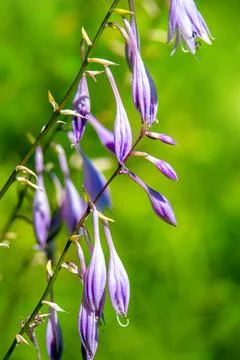 Bush of violet flowers Hosta in a rustic garden Stockfoto's