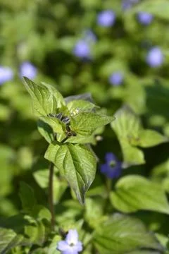 Bush violet Stock Photos