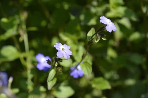 Bush violet Stock Photos