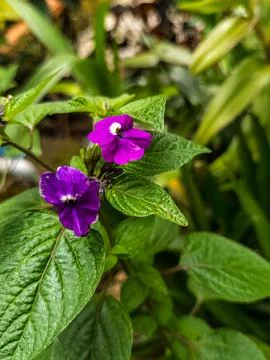 Bush Violet Stock Photos