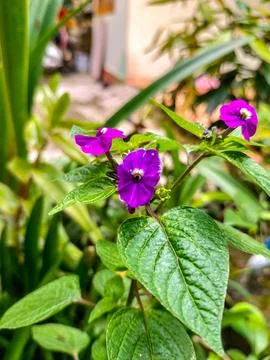 Bush Violet Stock Photos