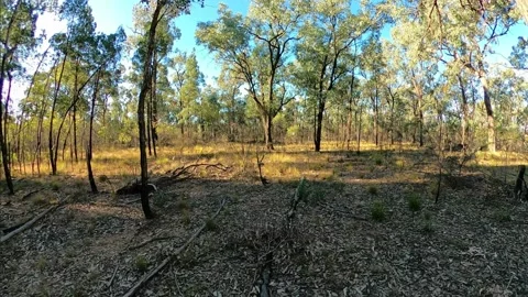 Bush walk Stock Footage 315093339