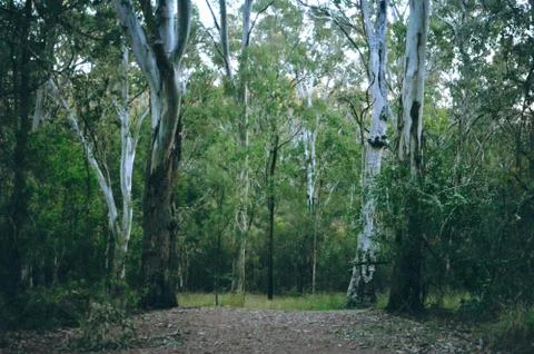 Bush walk Stock Photos