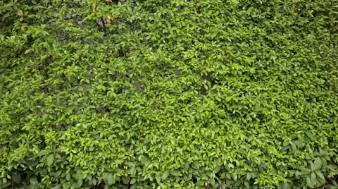 Bush Wall Blown By Wind Stock Footage 51517922