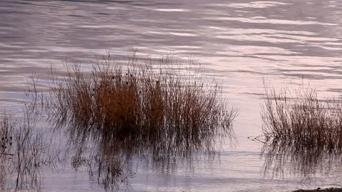 Bush in the water Stock Footage 101985996