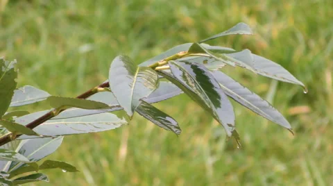 Bush wet from rain Stock Footage 68499965